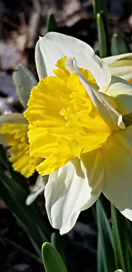 yellow and white daffodil blooming