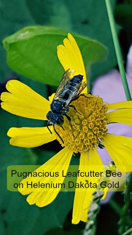 Helenium Dakota Gold with leafcutter bee
