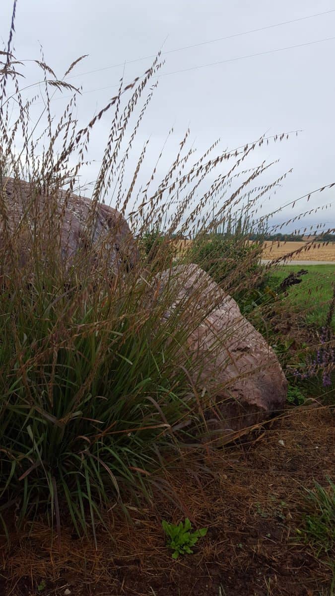Sideoats Grama grass