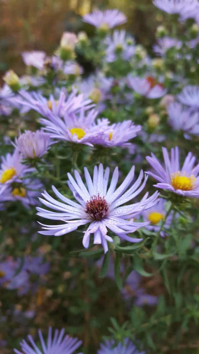 Aster Raydon's favorite