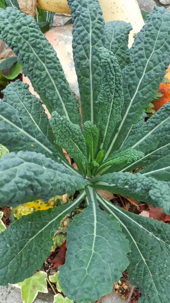 Dinosaur Kale