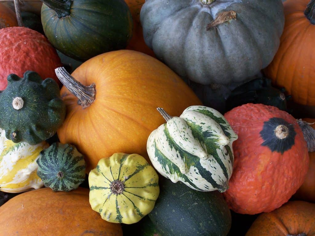 Pumpkins and Gourds