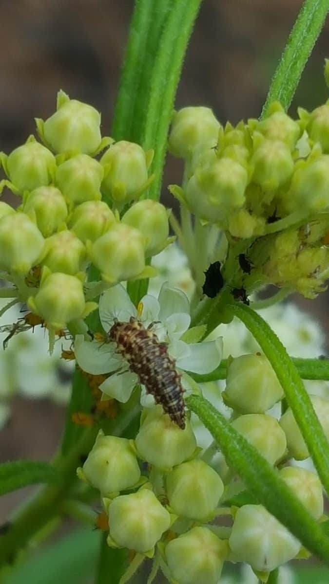 lacewing larvae