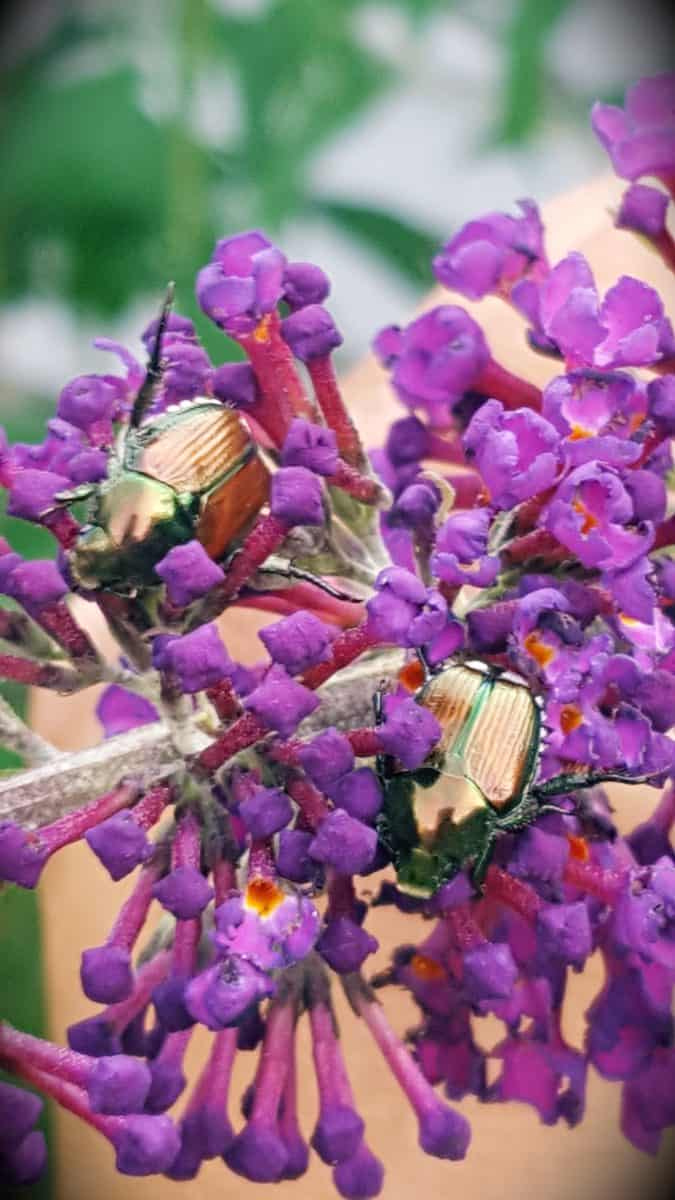 Japanese beetles on butterfly bush