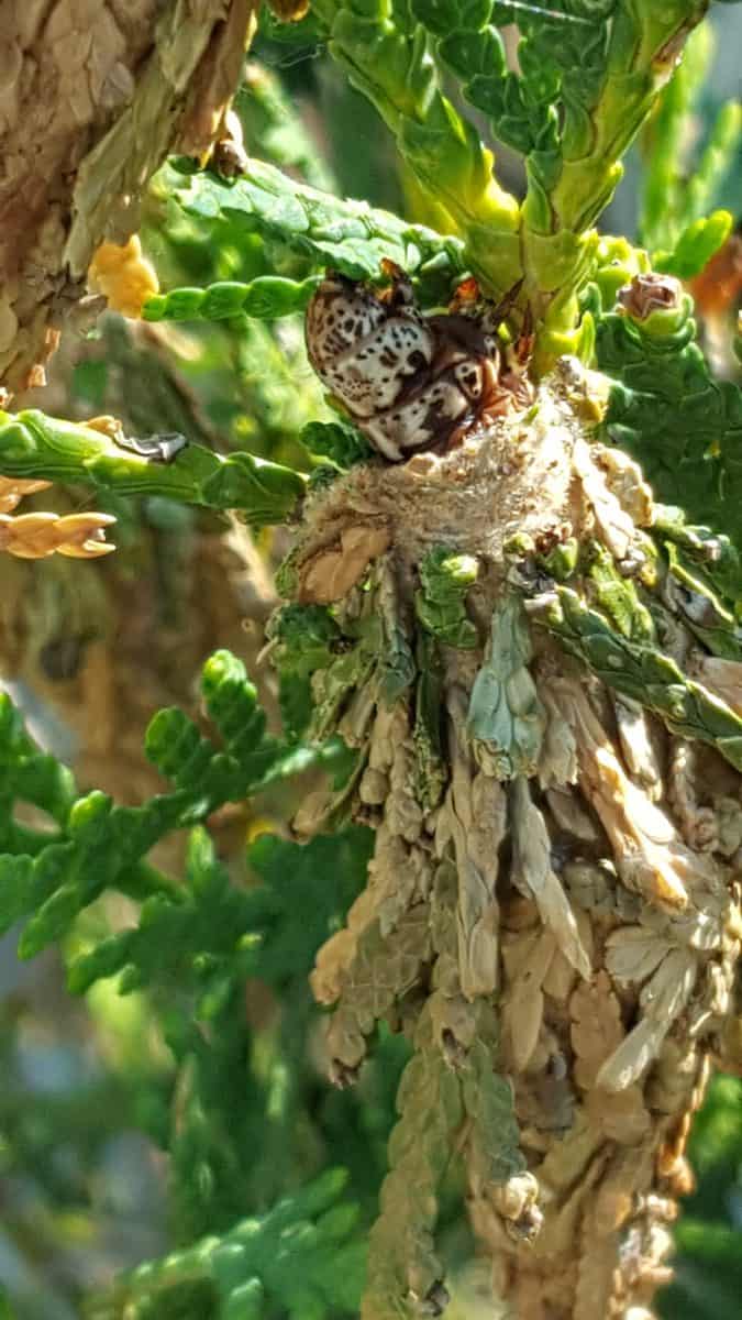 bagworm on arborvitae