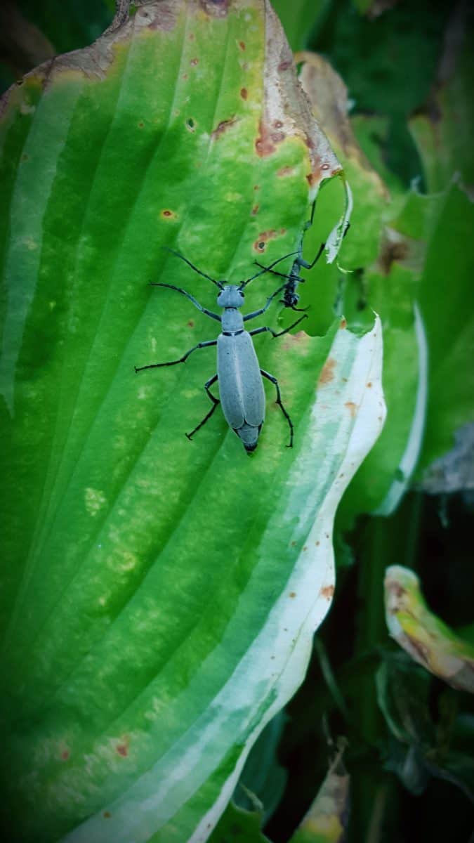 Gray blister beetle on hosta
