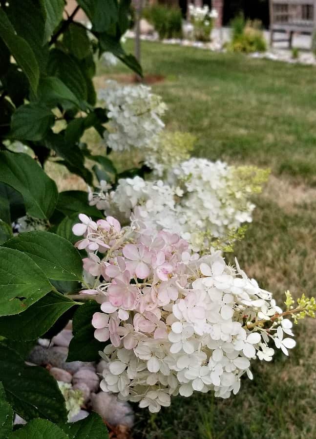 Hydrangea Vanilla Strawberry