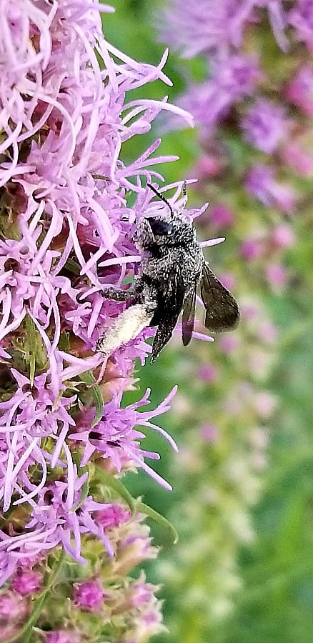 liatris with bee