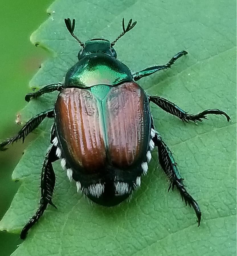Adult Japanese beetle on elm leaf