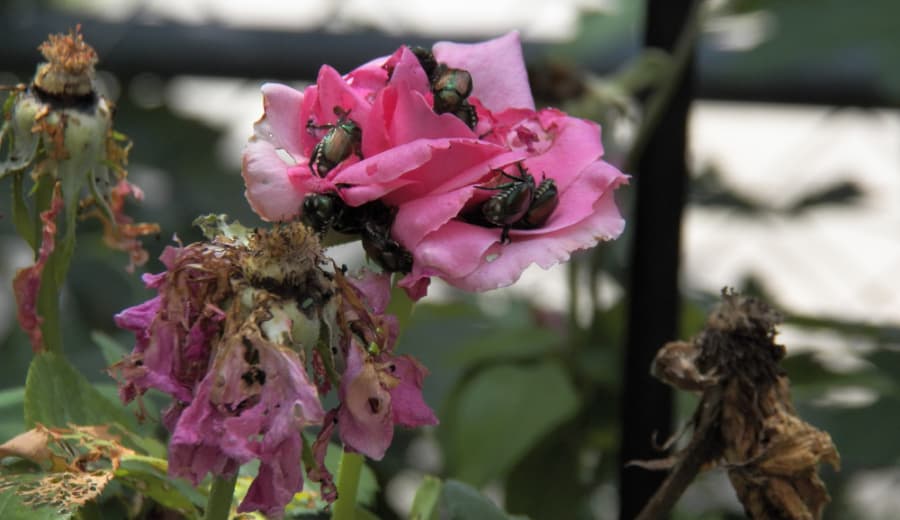 Japanese beetles on roses