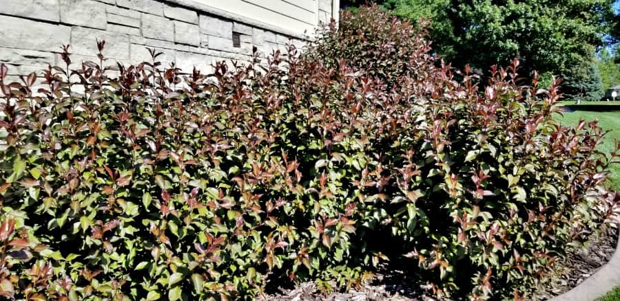 dark leaved weigela