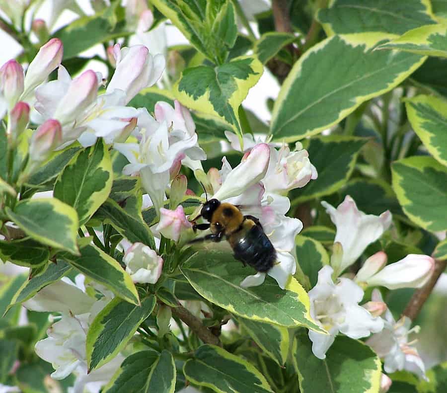 weigela with bumblebee