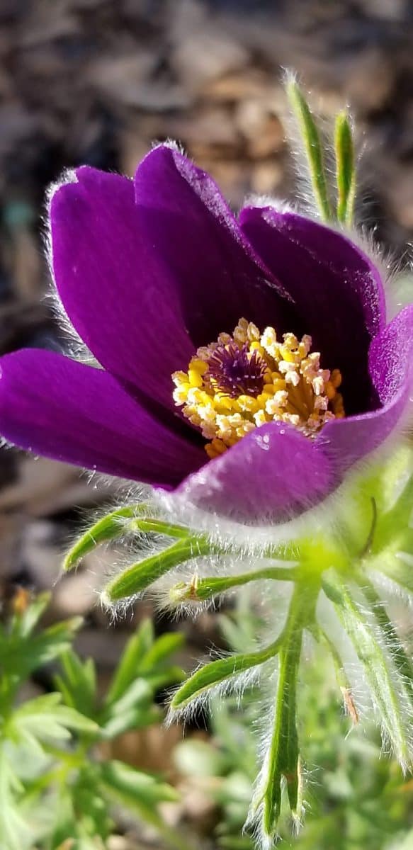 Pasque flower blooming