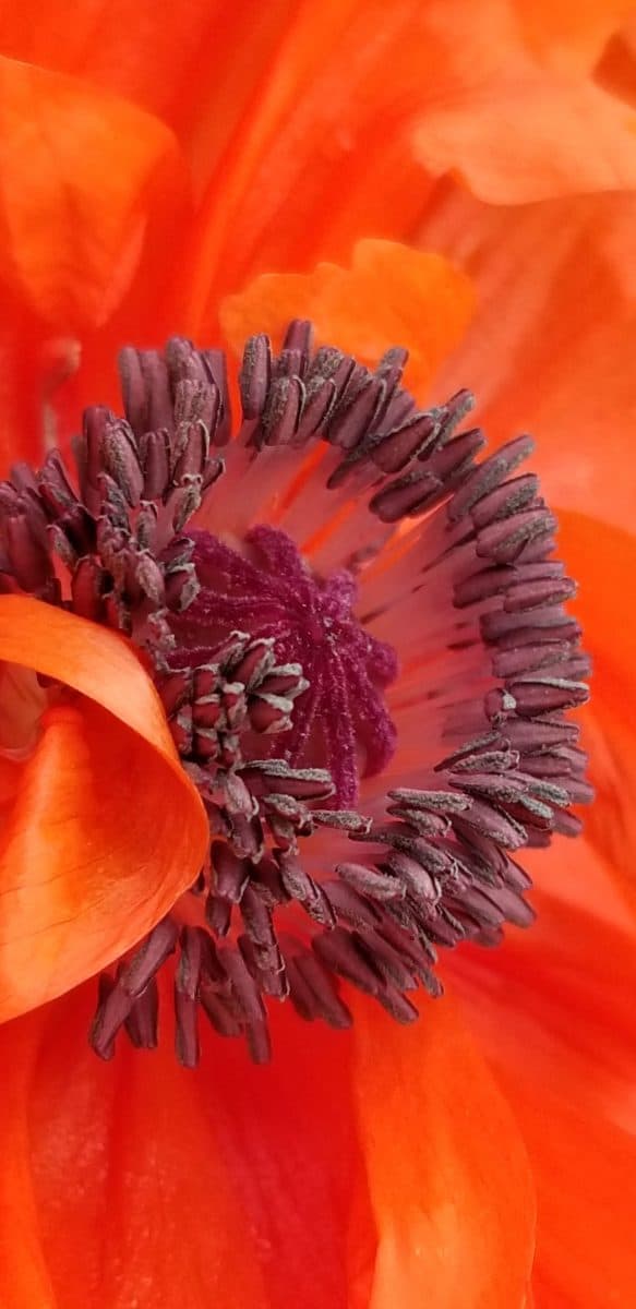 Orange poppy blooming