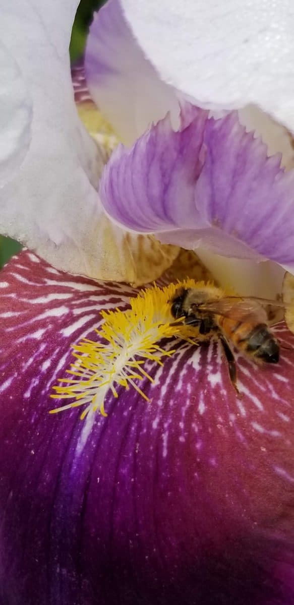 Honeybee on bearded iris