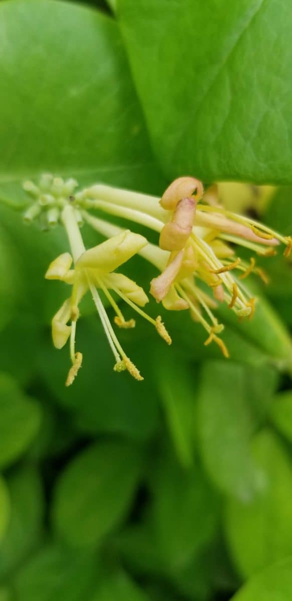 Grape honeysuckle blossom