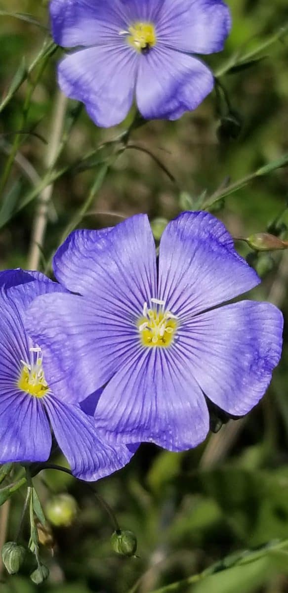 Lewis flax blooming