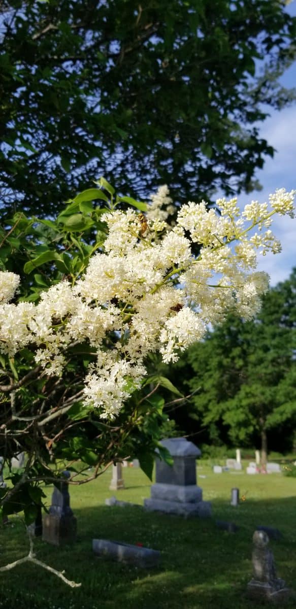 Japanese tree lilac bloom