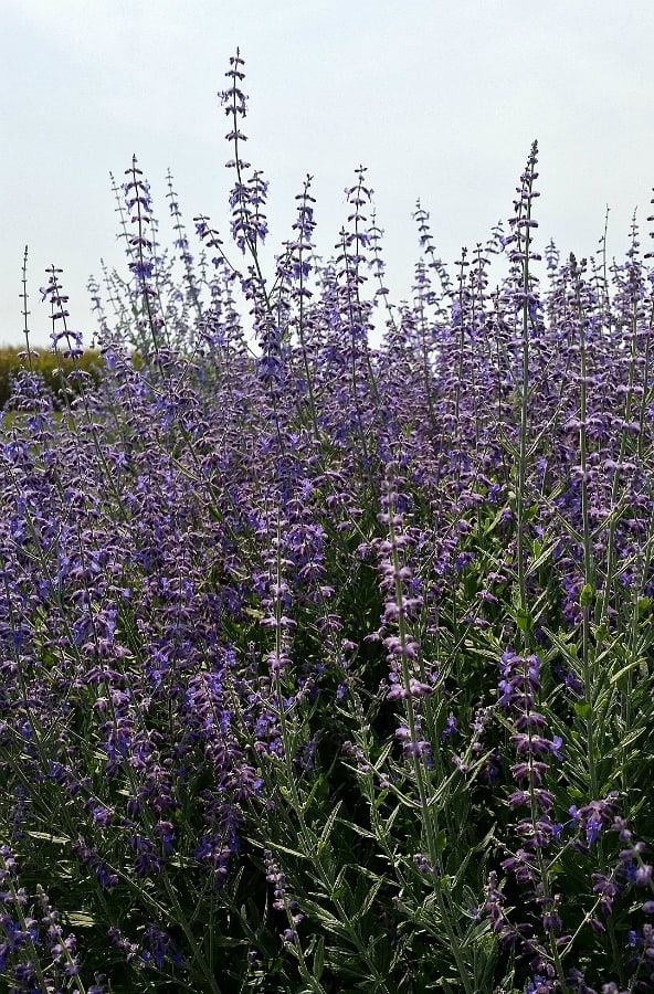 Russian sage blooming
