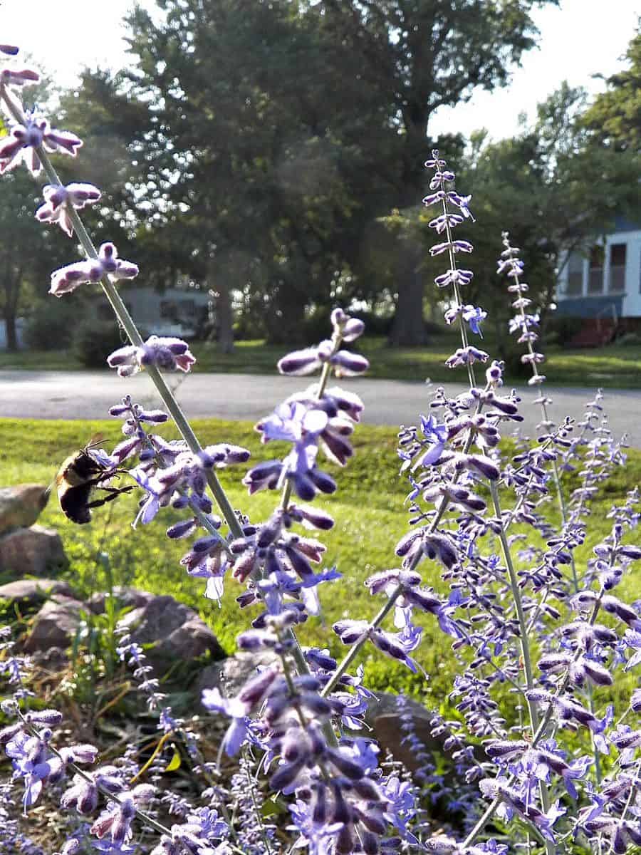 Russian sage with bumblee
