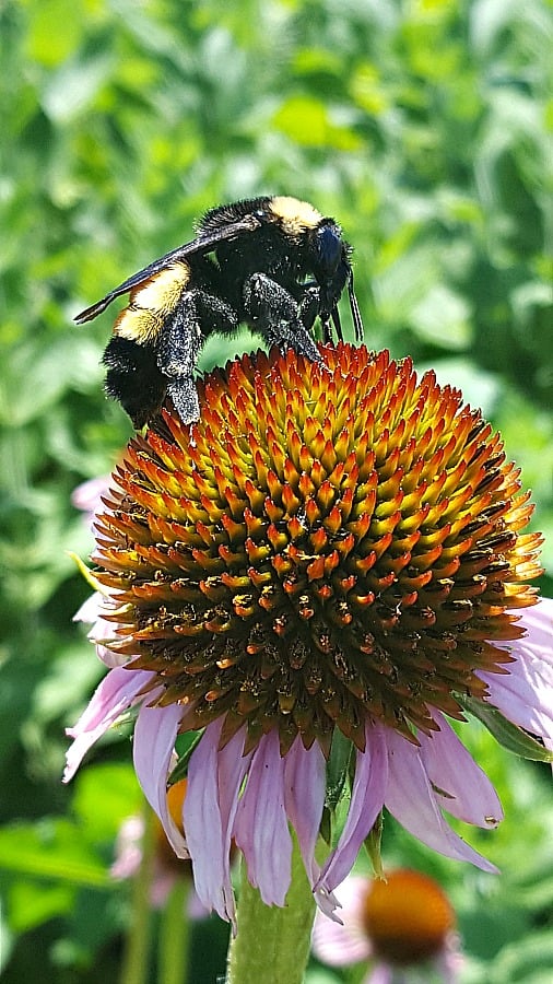 American bumblebee on Echinacea