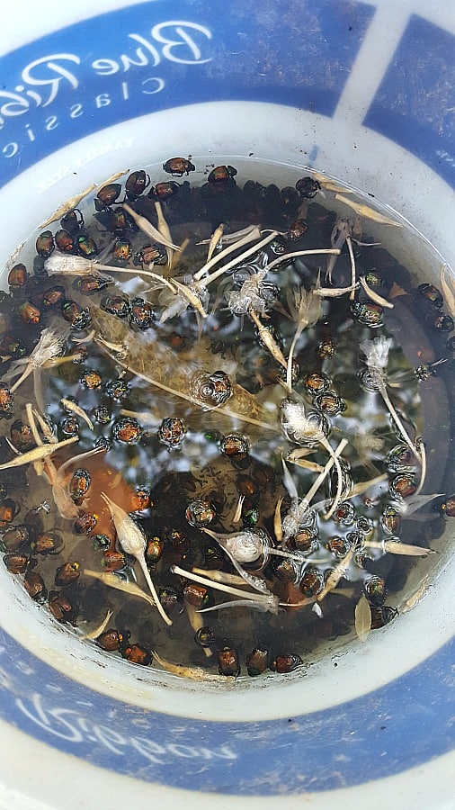 Japanese beetles in soapy water