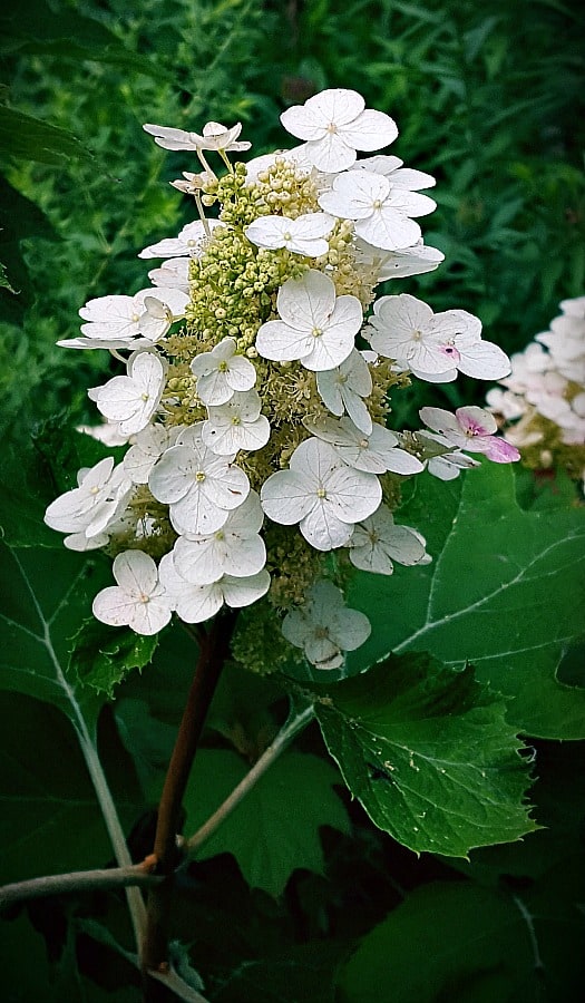 Alice oakleaf hydrangea flowers