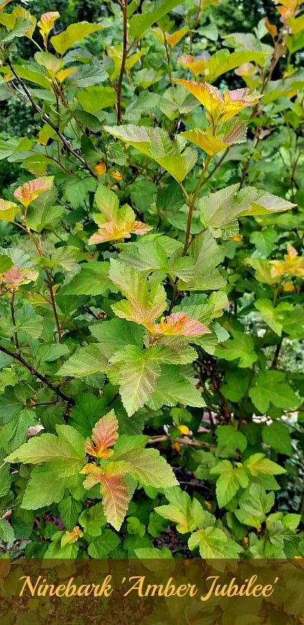 Ninebark Amber Jubilee new growth