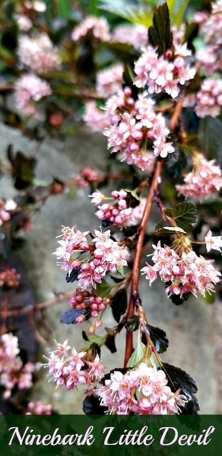 Ninebark Little Devil blooming