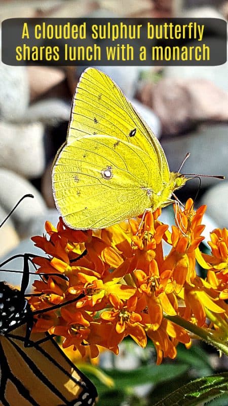 yellow butterfly and monarch on butterfly milkweed