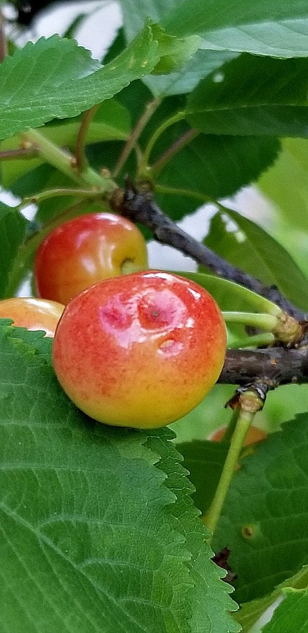 June ripening cherries