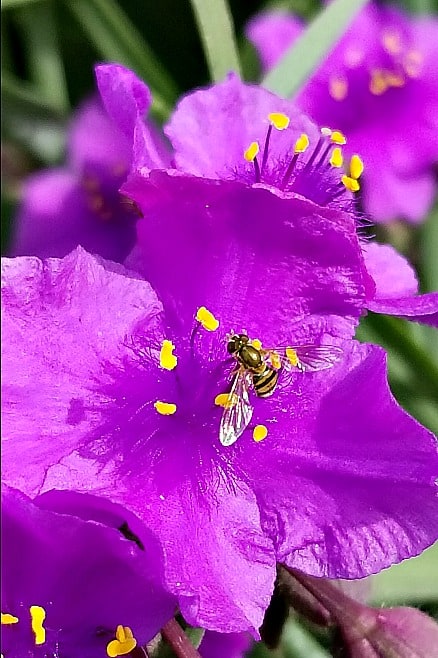Concord Grape Spiderwort with hover fly