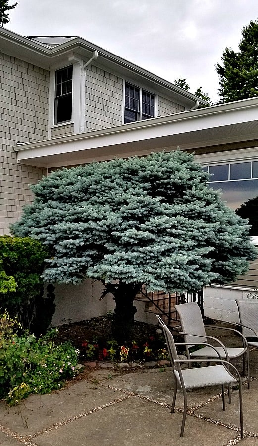 blue spruce on standard