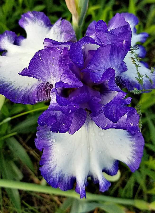 Purple and white iris blooming