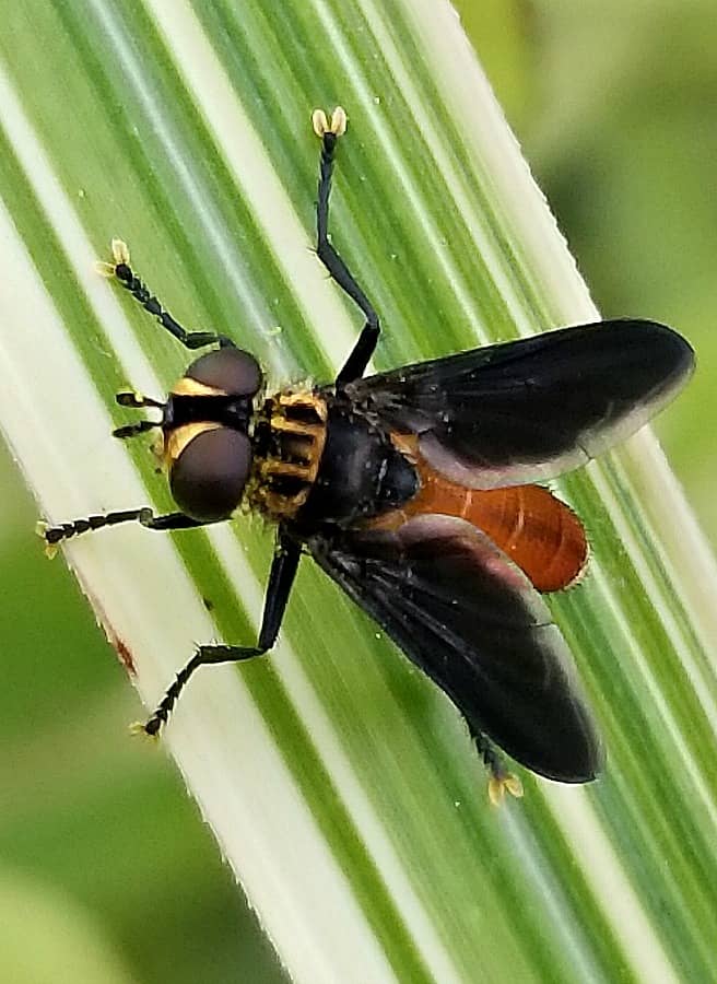 feather-legged fly