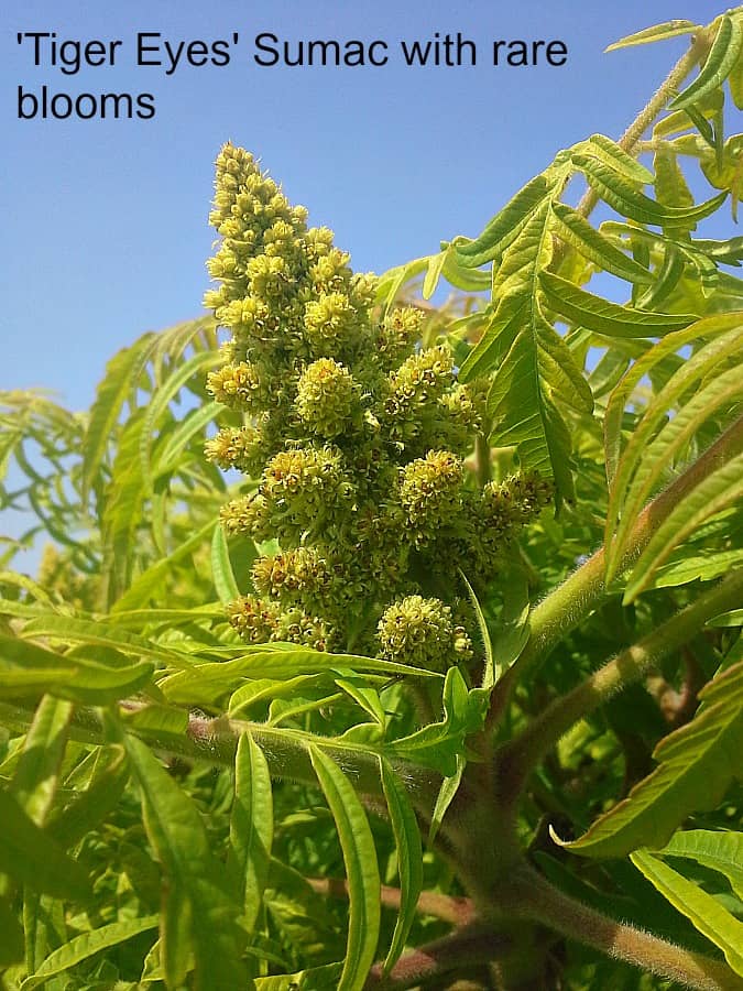 tiger eyes sumac blooms