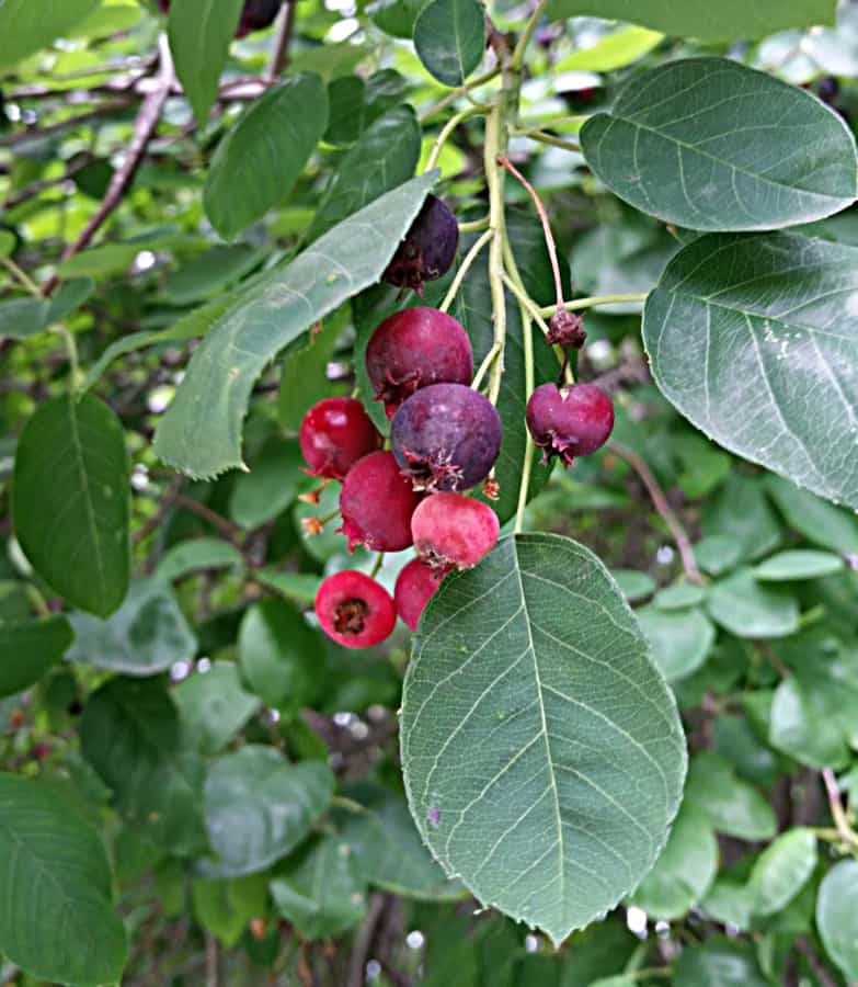Serviceberry tree with unripe berries