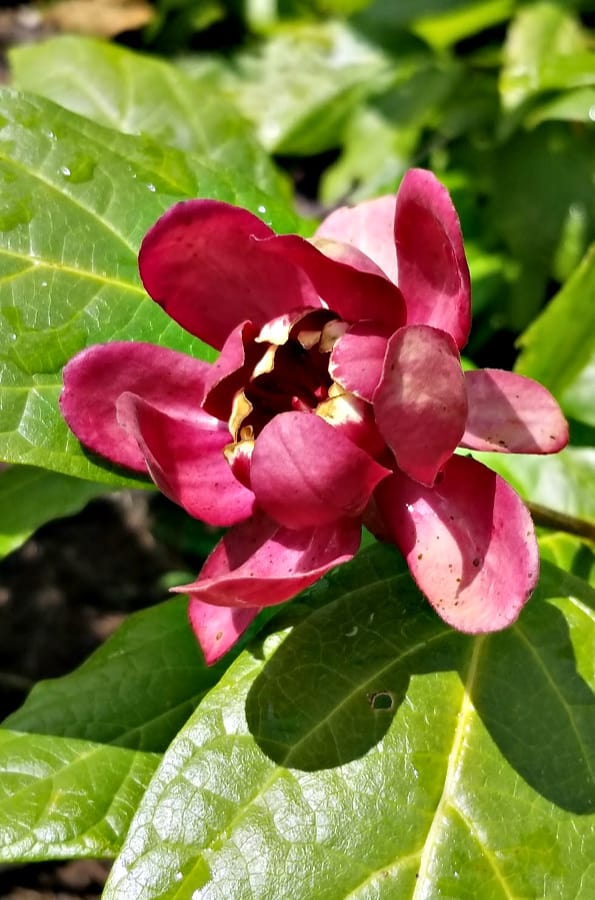 Sweetshrub flower in bloom