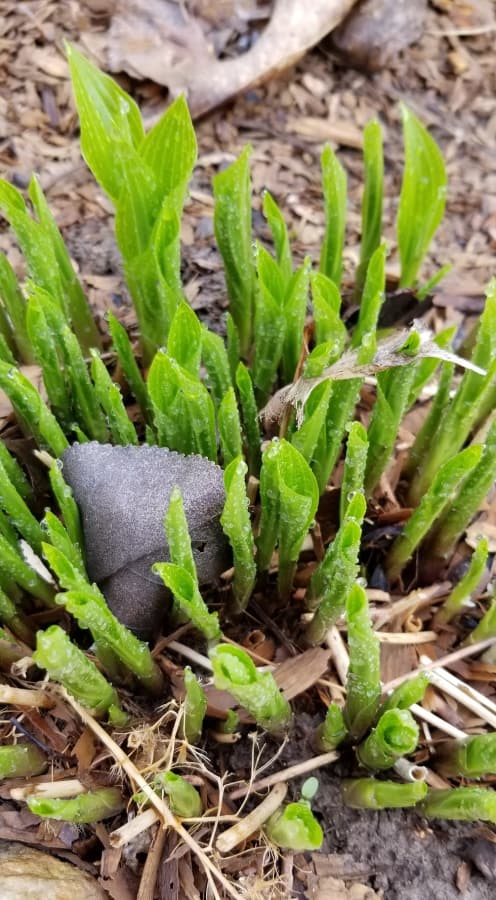 Young edible hosta leaves