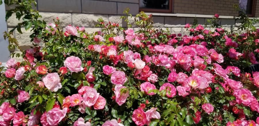 pink roses in bloom