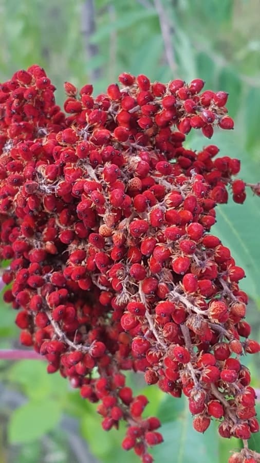 Sumac berries ready to harvest