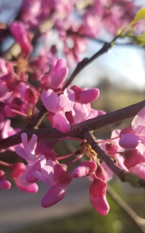 pink redbud flowers