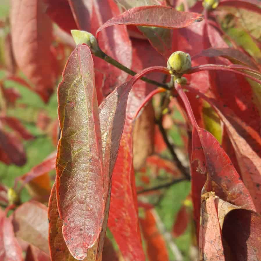 Sassafras leaves in fall