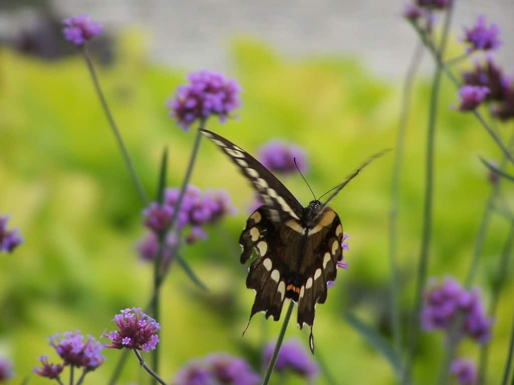 Swallowtail butterfly flying through the lavender flowers of Brazilian verbena