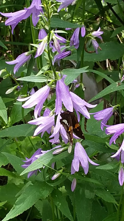 Silver spotted skipper on creeping bellflower