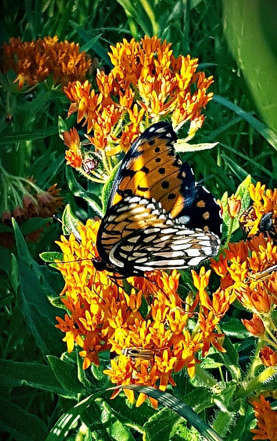Regal fritillary butterfly on butterfly milkweed