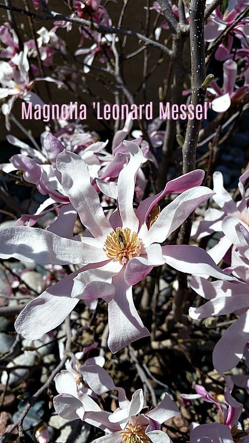 Magnolia Leonard Messel in bloom