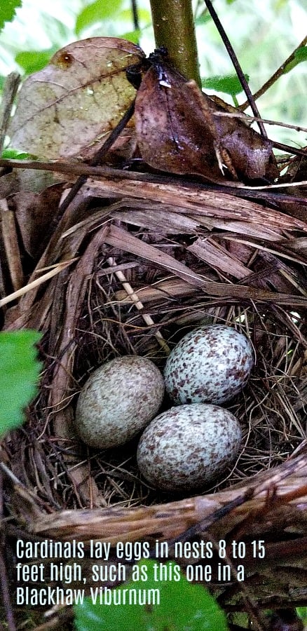 Cardinal eggs in a nest