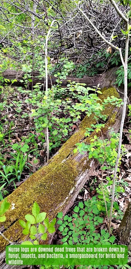 Nurse log in the forest