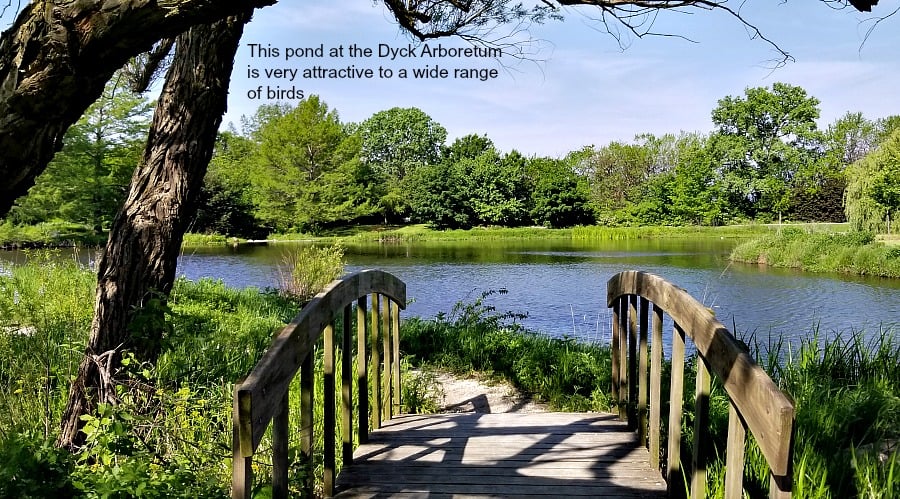 Pond at the Dyck Arboretum